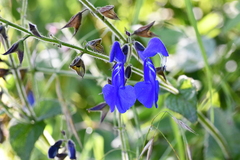 Salvia vitifolia
