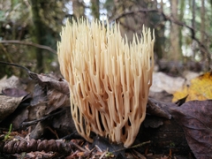Ramaria stricta