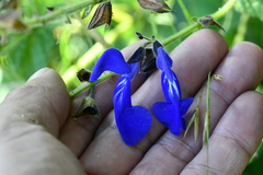 Salvia vitifolia
