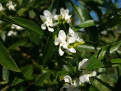 Tabernaemontana catharinensis