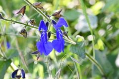 Salvia vitifolia