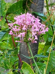 Centranthus angustifolius