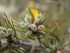 Pultenaea mollis