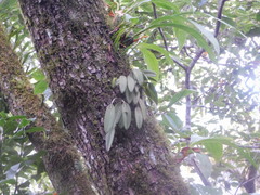 Acianthera pubescens