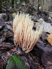 Ramaria stricta