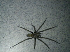 Eratigena atrica