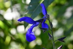 Salvia vitifolia