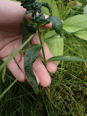 Lysimachia thyrsiflora