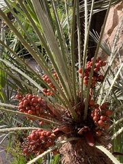 Chamaerops humilis