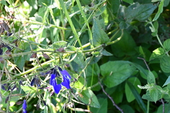 Salvia vitifolia