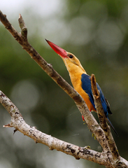 Pelargopsis capensis