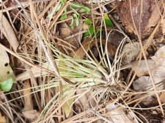 Tillandsia utriculata