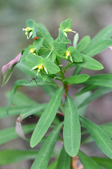 Euphorbia kraussiana