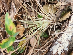Tillandsia utriculata