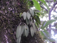Acianthera pubescens