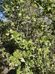 Quercus coccifera