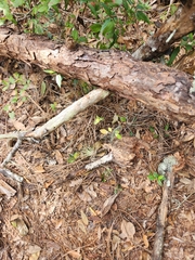 Tillandsia utriculata