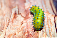 Saturnia pyri
