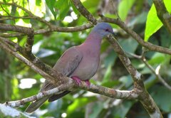 Patagioenas cayennensis