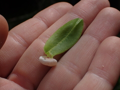 Exobasidium vaccinii