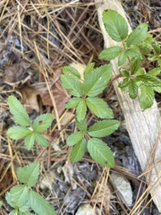 Rubus trivialis