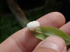 Rhododendron columbianum