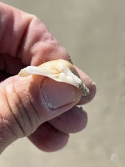 Dinocardium robustum