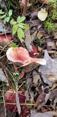Suillus paluster