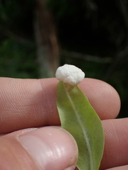 Exobasidium vaccinii