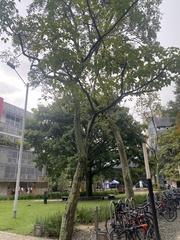 Handroanthus chrysanthus