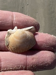 Dinocardium robustum