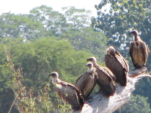 White-backed Vulture