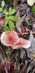 Suillus paluster