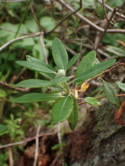 Rhododendron columbianum