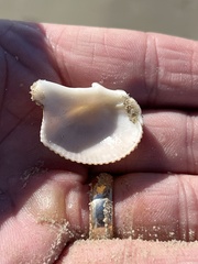 Dinocardium robustum