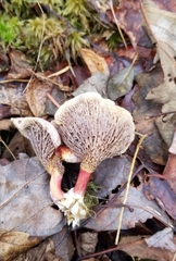 Suillus paluster