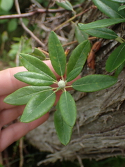 Rhododendron columbianum