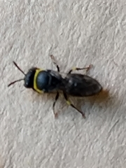 Hylaeus