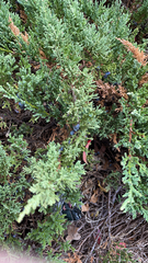 Juniperus horizontalis
