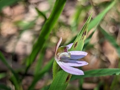 Caladenia prolata