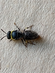 Hylaeus