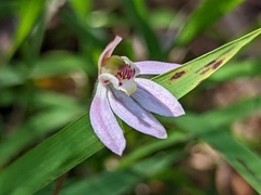 Caladenia prolata