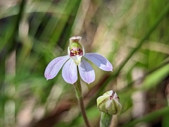 Caladenia prolata