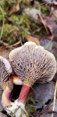 Suillus paluster