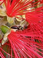 Hylaeus