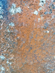 Trentepohlia