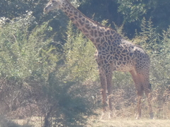 Giraffa camelopardalis thornicrofti