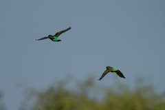 Poicephalus meyeri