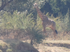 Giraffa camelopardalis thornicrofti