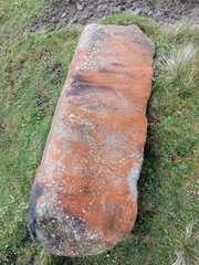 Trentepohlia